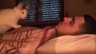 Cute Cat Wakes Up Owner
