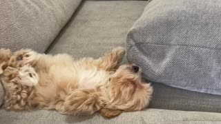 Maltipoo puppy sleeping on her back