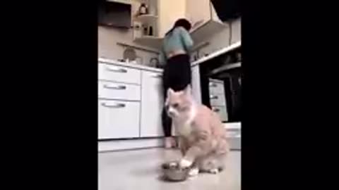 Cat fight funny