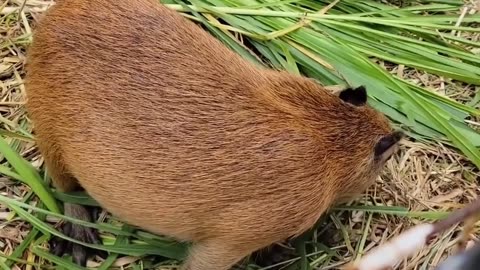 Giant guinea pig.