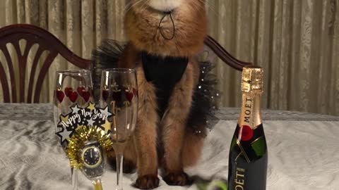 Cats celebrate New Year's Eve