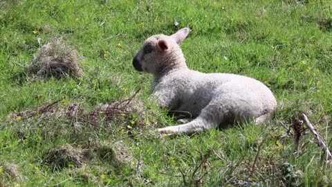 baby sheep relaxing