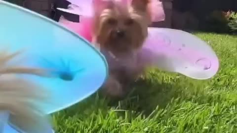 funny cute cats and dogs❤❤❤ viral / funnyvideo / trending / reels