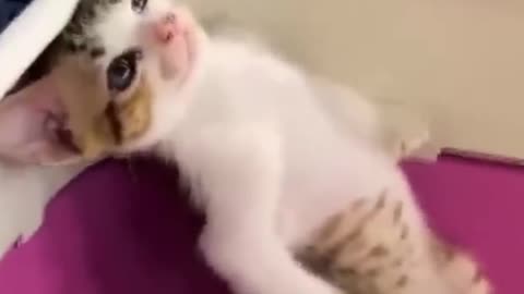 The Ultimate Funny Cat Video Collection