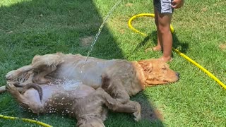 Kid Hoses off Golden Retriever Puppies on Hot Day