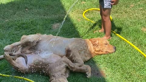 Kid Hoses off Golden Retriever Puppies on Hot Day