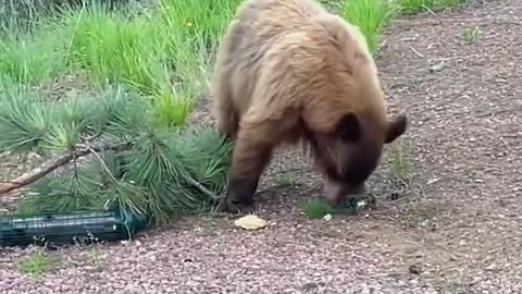 Acrobatic Bear Goes For Bird Feeder