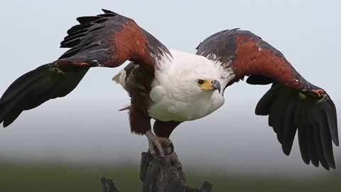 Description, traits, and information on the African Fish Eagle!
