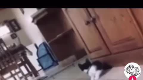 The cat lost half of his life in fear - funny video