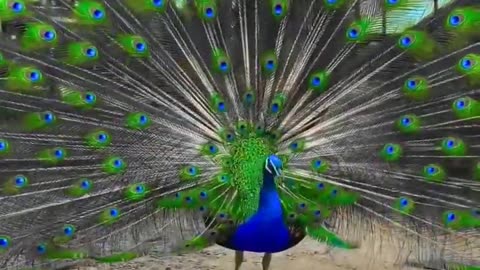 Peacock voice