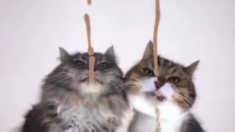 This was supposed to be a fair race#267 #catasmr #funnycats #foryou