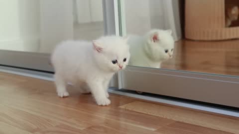 Mom cat playing with her cute meowing baby kittens