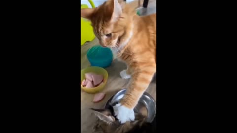 "Funny Animal Compilation Part 5" #animals #cats #dogs #rumble #shorts #funny
