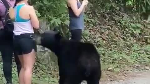 How to escape from bear attack