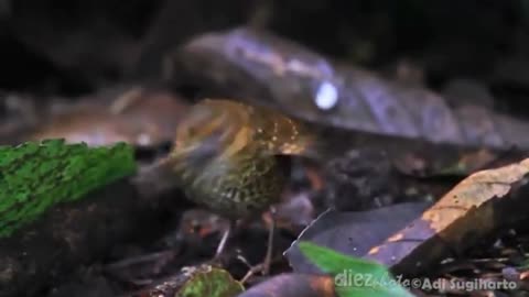 BERENCET BIRD l PNOEPYGA PUSILLA l BIRD PYGMI WREN BABBLER