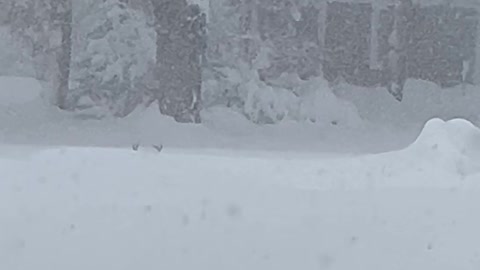 Buck Peeks Over Piles of Snow