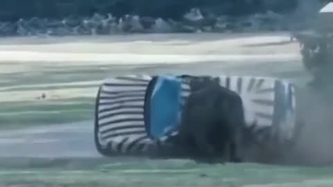 rhinoceros versus small car