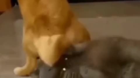 Dog and cat funny video❤️❤️