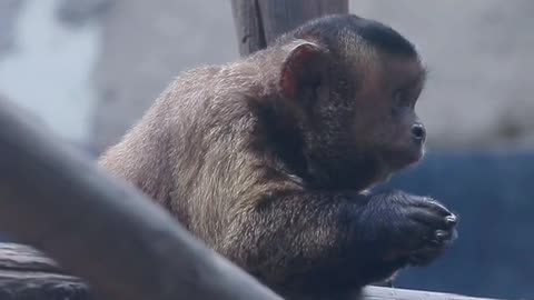 Black hat hanging monkey