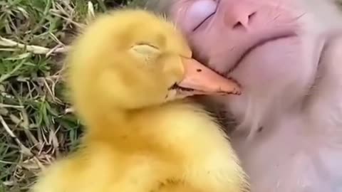 Ducks and cute monkey sleeping cute video 💙