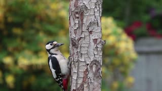 Woodpecker is a beautiful bird