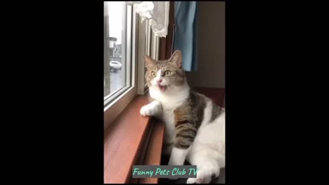 Funny Animal Video