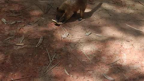 brazilian coati