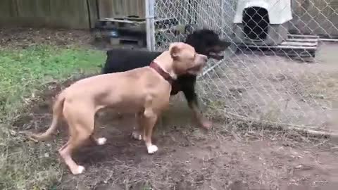 Pitbull Puppy Vs Adult German Rottweiler