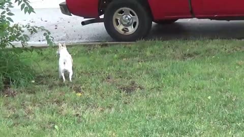 Gus vs Ice Cream Truck