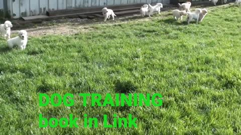 Dog Training Techniques best all dog lover