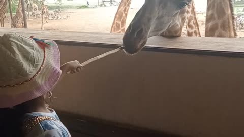 Giraffe feeding in safari park Bangkok Thailand