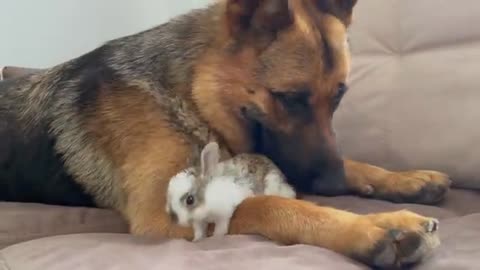 German Shepherd Loves Baby Bunny