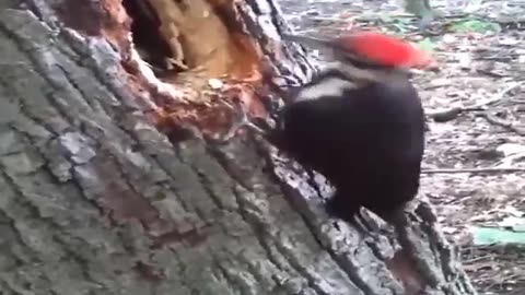 wood pecker