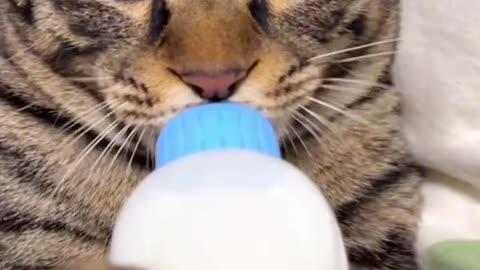 cat drinking milk