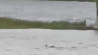 SHARKNADO in Florida Hurricane Ian