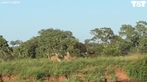 Fearless wildebeest swerves 10 ferocious lions