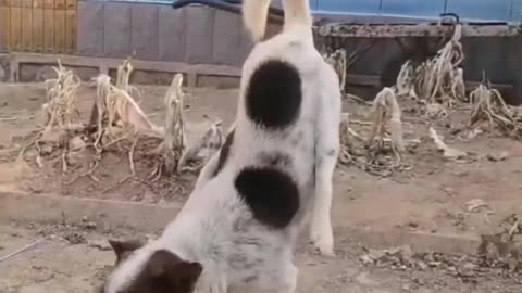 Funny Dog Compilation Videos 2023 | Funniest Animals Best Video | Animals Funny Videos #shorts #dog