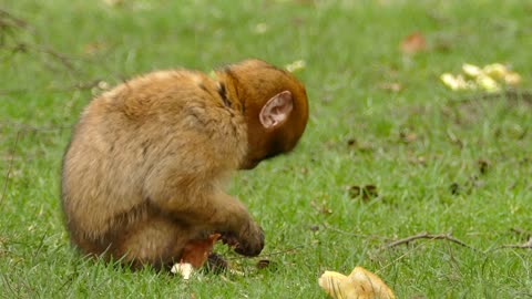 Hungry and funny monkey eating a bun