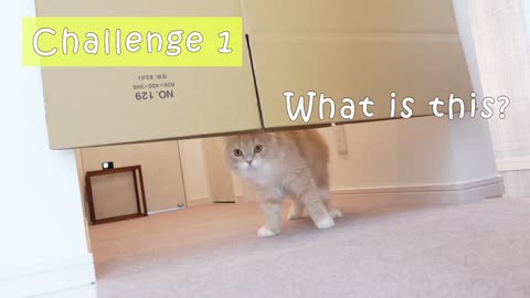 Cardboard Challenge !! | Charmmy Meow