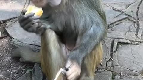 don't waste food 😭👇. #animals #monkey #monkeyvideo #foods #foodchallenge