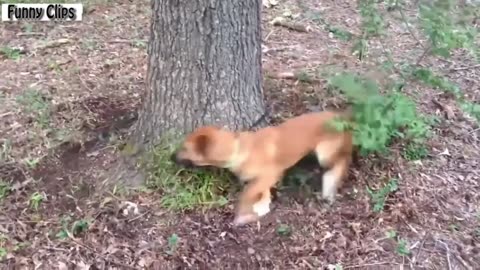 "Funny Dogs: Chasing Their Own Leash - Under Showcase, Toilet, and Tree - Funny Compilation"