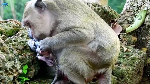 Process of Mother Monkey Birth