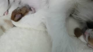 Jack Russell's Puppy Finds Mom's Milk and Smells