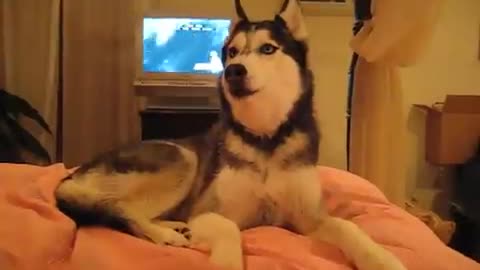 Husky Dog Talking - ' I love you '