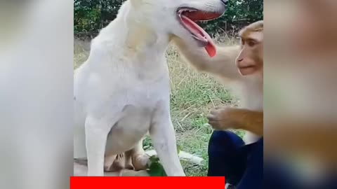 Dog funny video dog video Manke funny video