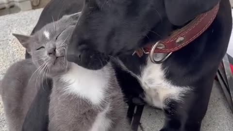 Funy Cat and Dog