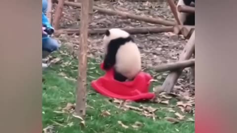 Cut pandas plays in park