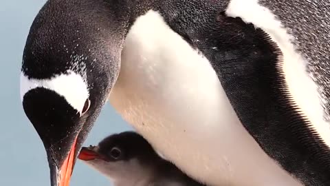 Gentoo penguin chicks............