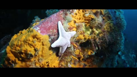 Driving seal underwater animals