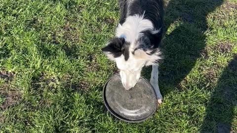 Border Collie's Frisbee Tennis Ball Conundrum